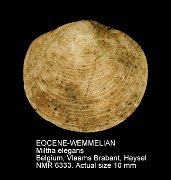 EOCENE-WEMMELIAN Miltha elegans